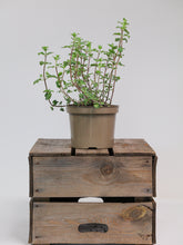 products/SotoProductShootLowQ-1909_181d5cc8-bd6e-42bf-b2f5-714e49b3a0b8.jpg
